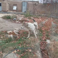 پامر نر بازیگوش