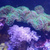 ماشروم پرزی آب شور