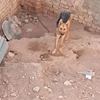 سگ ژرمن|سگ|قزوین, |دیوار