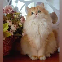 بازارچه گربه بریتیش طلایی مو بلند