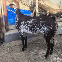 فروش بز سلاله