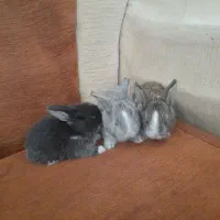 بچه خرگوش اهلی خونگی