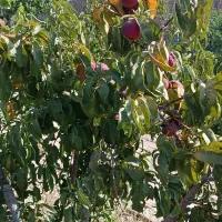 درختان مثمر پایه کوتاه باکیفیت|خدمات باغبانی و درختکاری|شهریار, اسکمان|دیوار