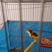 ۲جفت.قناری.برای فروش|پرنده|اصفهان, ارداجی|دیوار