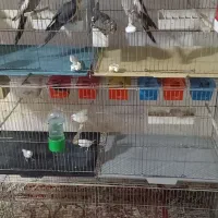 فنچ عروس هلندی وعروس لوتینو با تخم هاش|پرنده|تبریز, |دیوار