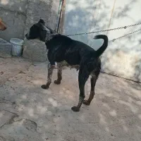 سگ نگهبان|سگ|احمدآبادمستوفی, |دیوار