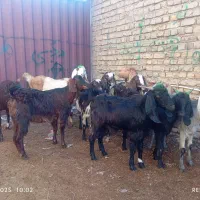 10راس بز جوان ابستن