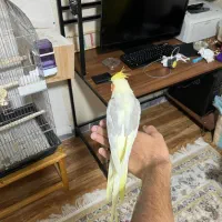 عروس هلندی جفت مولد