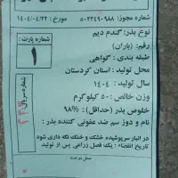 بذر گندم دیم