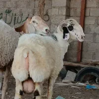 حراج قوچ سنگین وزن چینی و شیرازی تیزرون
