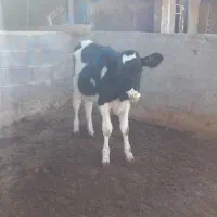 گاو وگوساله|حیوانات مزرعه|کوهدشت, |دیوار