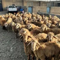 زیر قیمت بازار خریدکنید مستقیم ازدامدار بدون دلال|حیوانات مزرعه|تهران, افسریه شمالی|دیوار