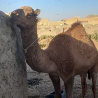 فروش شتر