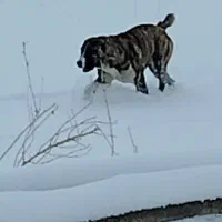 سگ ماده آلابای