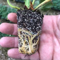 نشا توتوفرنگی