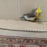 جوجه عروس هلندی دون خور|پرنده|قم, کاسه گران|دیوار