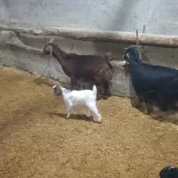 بزغاله 320000|حیوانات مزرعه|اراک, |دیوار