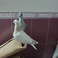 جوجه الماسی ولی وپلاکی