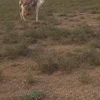 الاغ یا خر