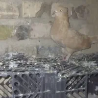 کبوتر سالم هست فروش