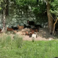 گوسفند.میش.بز سرحال و قبراق