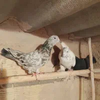 کبوتر پرشی به ضمانت|پرنده|قم, شهرک توانیر|دیوار