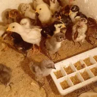 جوجه مرغ گلین