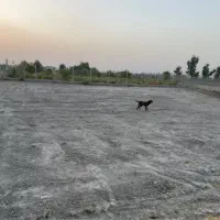 زمین باغ