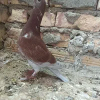 جوجه کبوتر