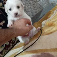 سگ پامر