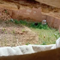 خرگوش بانمک