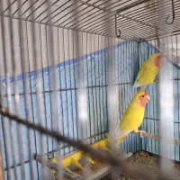 جفت برزیلی مولد|پرنده|قائمشهر, |دیوار