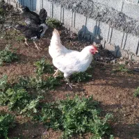 فروش یا معاوضه گلین فقط با بره|حیوانات مزرعه|قائمشهر, |دیوار