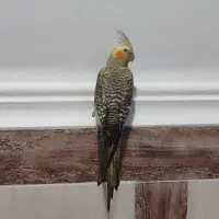 گمشده