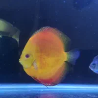 دیسکس اور سایز ++AA