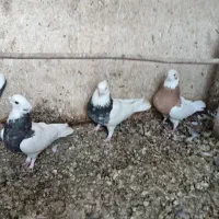 فروشی|پرنده|اصفهان, شهرستان|دیوار