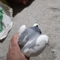 کفتر|پرنده|کرمانشاه, |دیوار