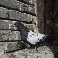 کفتر فروشی|پرنده|تربت‌حیدریه, جانبازان|دیوار