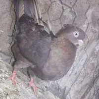 کبوتر پرشی پلاکی زاغ آبادانی