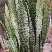 گیاه سانسوریا با گلدان