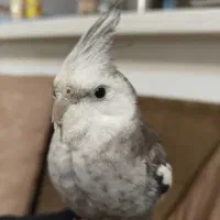 عروس هلندی دستی|حیوانات|شیراز, کوشک میدان|دیوار