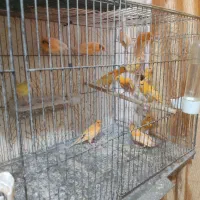 جوجه قناری ریز خونی