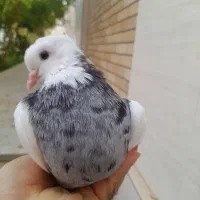 طوقی