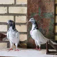 کبوتر تهرانی پرش۷ساعتی