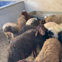 گوسفند زنده|حیوانات مزرعه|ساوه, |دیوار