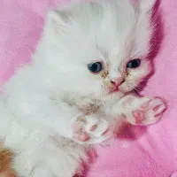 بچه گربه سفید رگدال عروسکی چشم آبی