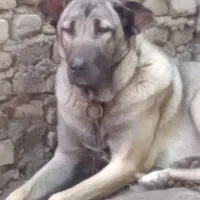 سگ سرابی