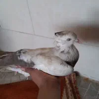 دم قهوه‌ای ماده چشم نوک سفید کاکل میخ