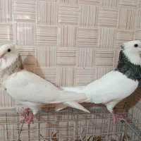 طوقی الماسی