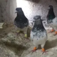 کفتر رنگی|پرنده|شهر ری, علایین|دیوار